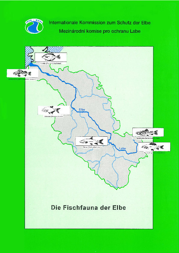 Die Fischfauna der Elbe